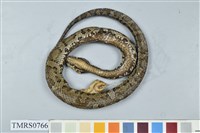 藏品(菊池氏龜殼花)的圖片